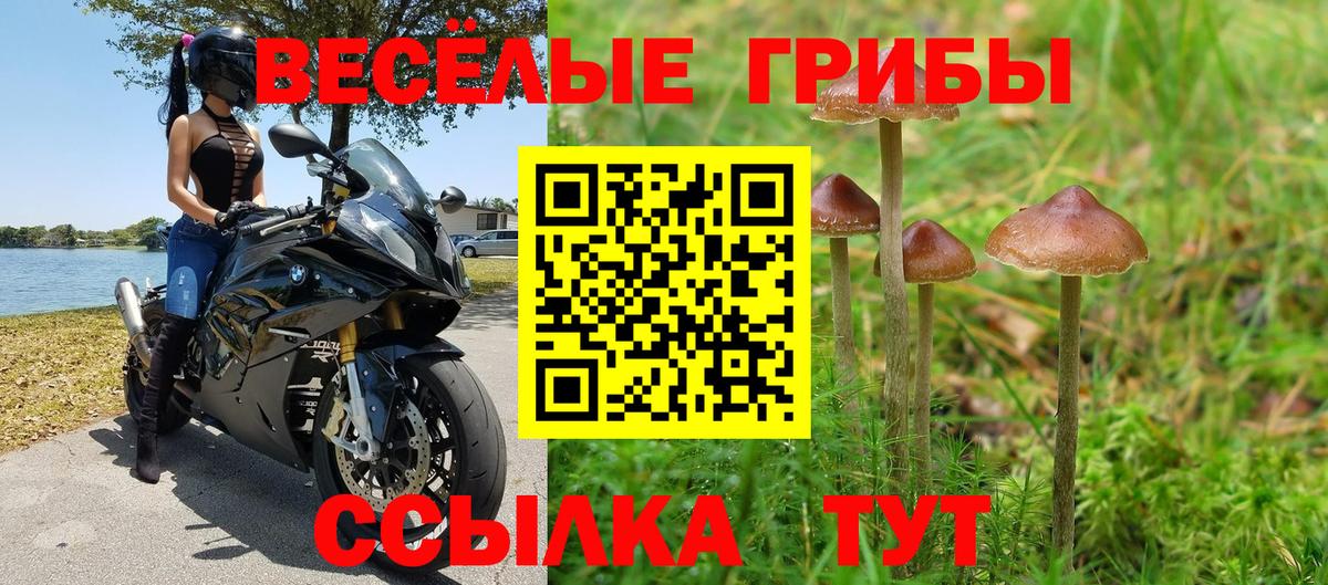 Павловский Посад  дарнет шоп  Вход с VPN  Псилоцибиновые грибы Psilocybe 
